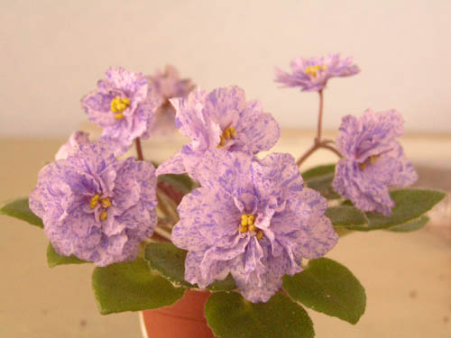 Robs Caleidoscope. Мини