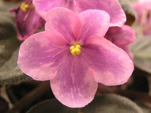 А эта химера является спортом. Первое цветение было просто розовым.