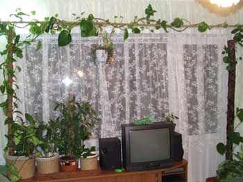 У нас в основном все растения расположены около окна, т.к. батареи в стенах. Вот, что получилось