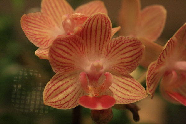 мини фаленопсис