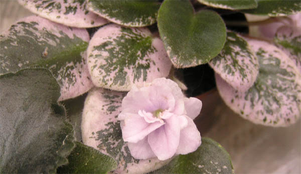 Macs Jubilant Jamboree