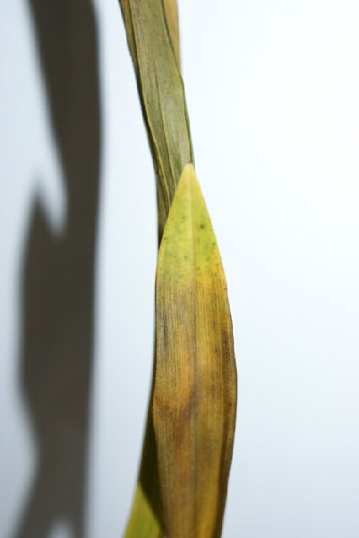 последняя стадия