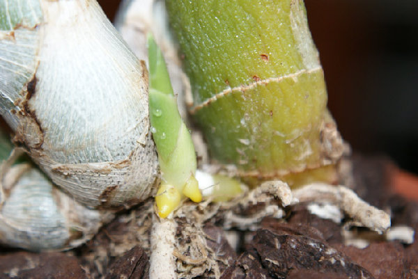 Cycnodes Wine Delight