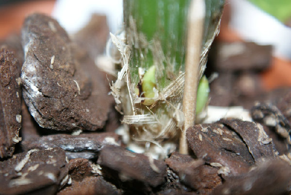 cycnoches loddigessii из последней италии