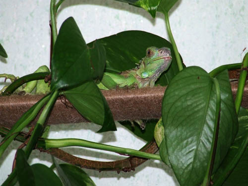 Сциндапсус любят все!!