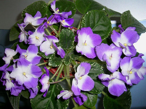 sugar plum dresm.jpg