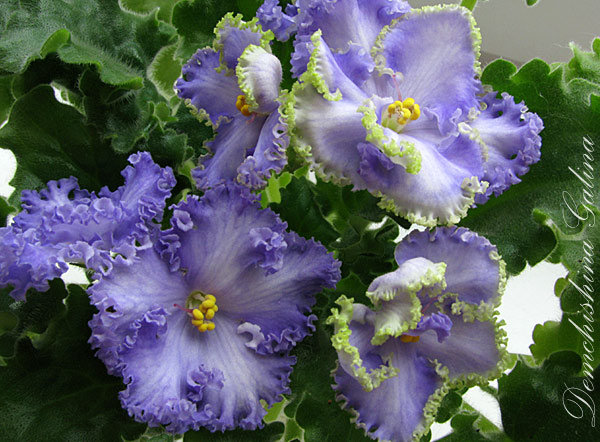 Reigning-Beauty спорт