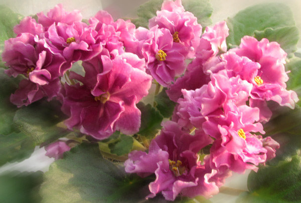 Ек-Джаконда