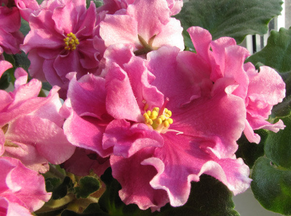 Ек-Джаконда