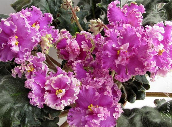 Suncoаst-Frilly-Dilly