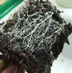 Такая паутина со всех сторон и снизу