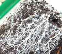 В некоторых местах совсем все опутано. Цвет белый.