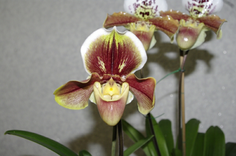 На фото цветок ярче и красившее, чем воочию.