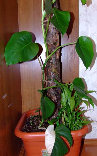 на коряжке - 20.10.08.jpg