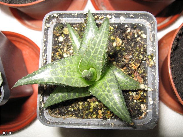 .тесселлята c1559f1685a1.jpg