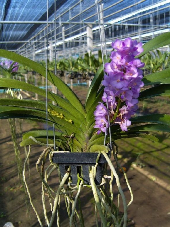 Rhctm. Lilac Blossom - Asctm. ampullaceum