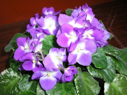 SUGAR PLUM DREAM.jpg