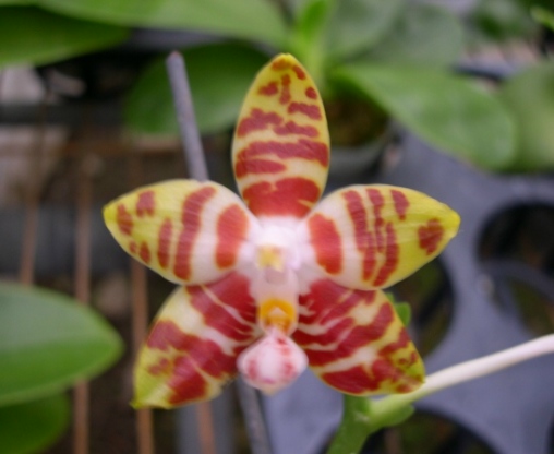 SP04 P. tetraspis 'C#1'