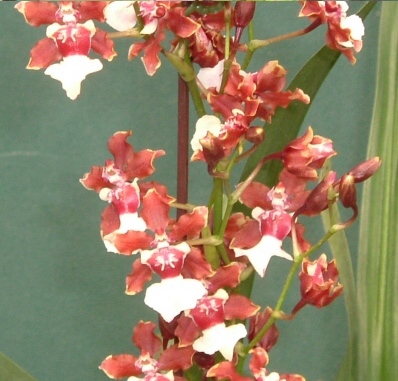 WS010 Onc. Sharry Baby 'Chocolate' - USD 3