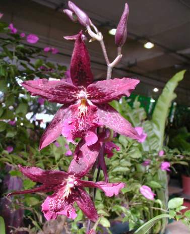 WS008 Bllra. Marfitch 'Howards Dream' - USD 5