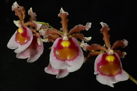 Miltonia warscewiczii Onc Fuscatum.jpg