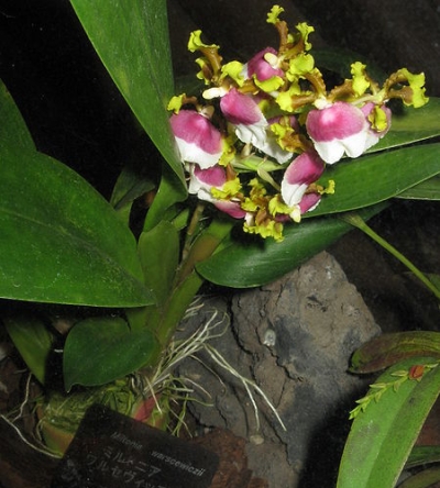 Miltonia_warscewiczii.jpg