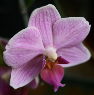 phal3_1.JPG