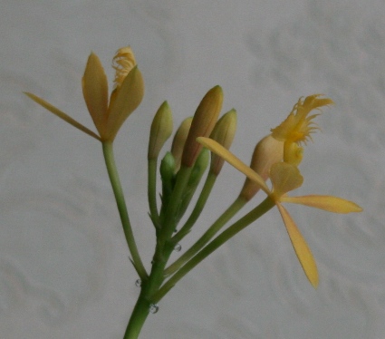 epidendr.JPG