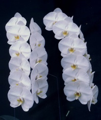 Snow-white Princess.jpg