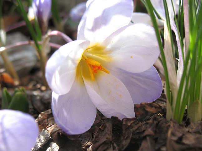 Крокус &quot;Blue pearl&quot;