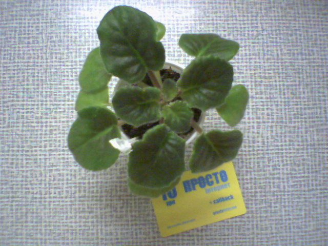 ЕК-Солнечная девочка