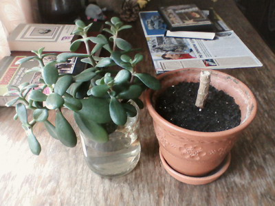 Вот оно, мое многострадальное несчастье