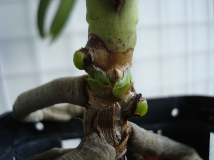 V. Darres Golden Heritage, отращиваем корни