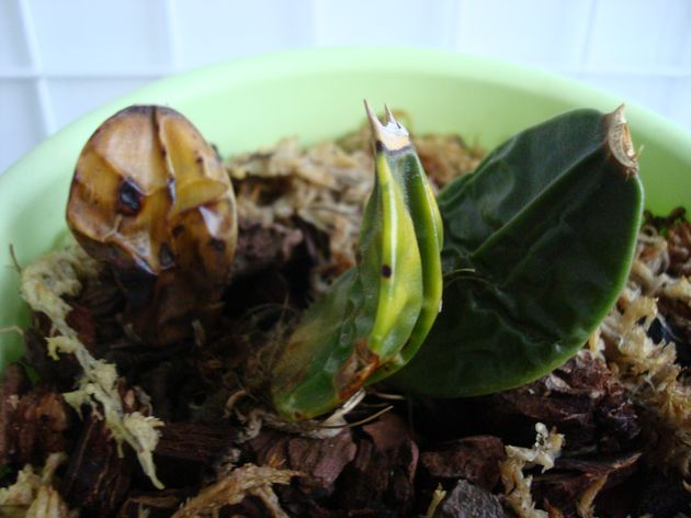 Ликаста ароматика