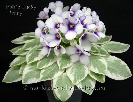 Rob's Lucky Penny21.JPG