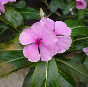 _vinca_rosea3.jpg