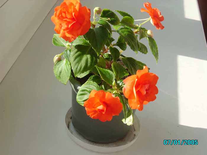 Дата установлена неправильно<br />Фото - 16.07. 2006.