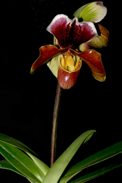 Paph02.jpg