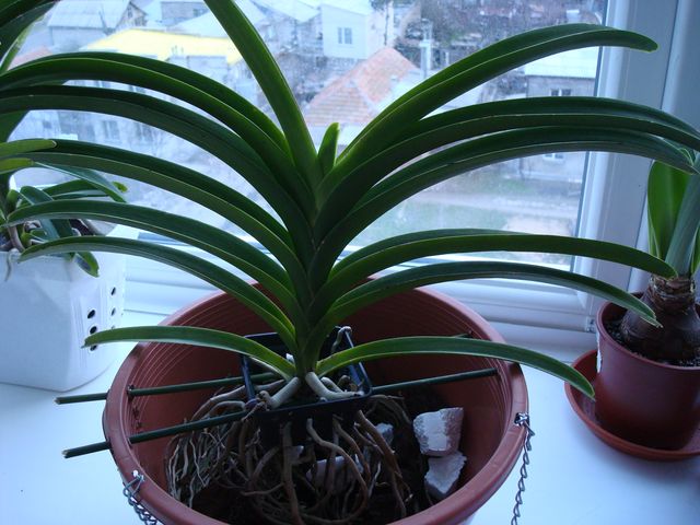 V. Fuchs Fushia x V. Dr. Anek FCC, 4n