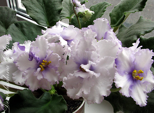 Ек-Снежный барс