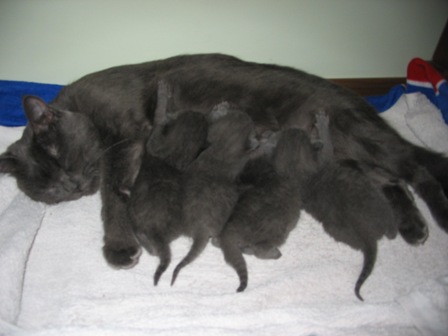 Шила с потомством