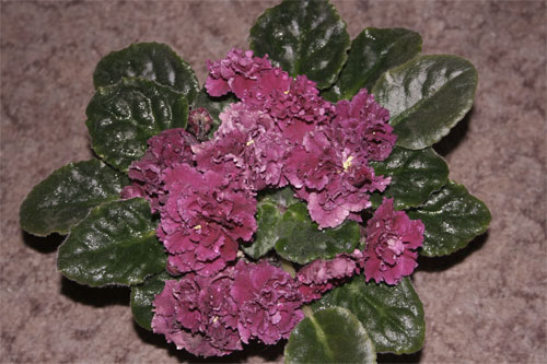 аламо фрилз