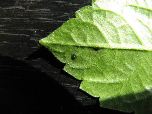 первый гибиск