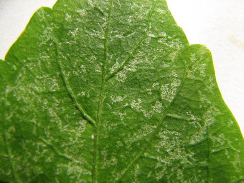 Второг гибиск белые ходы