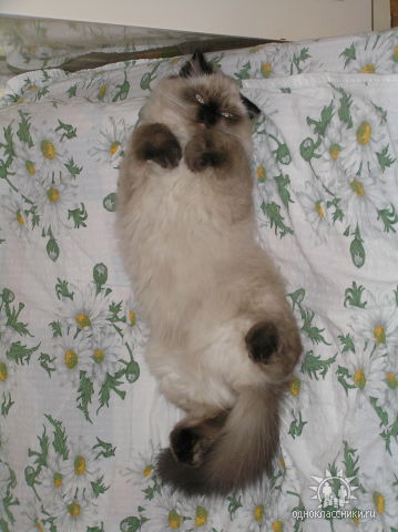 умеет притвориться