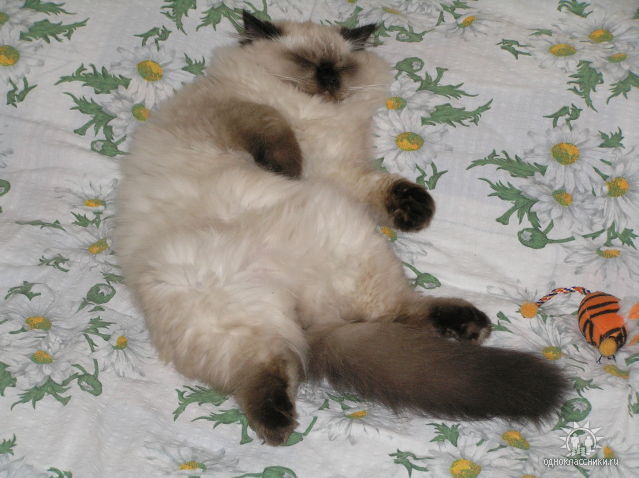 я не толстый, просто так получилось ...