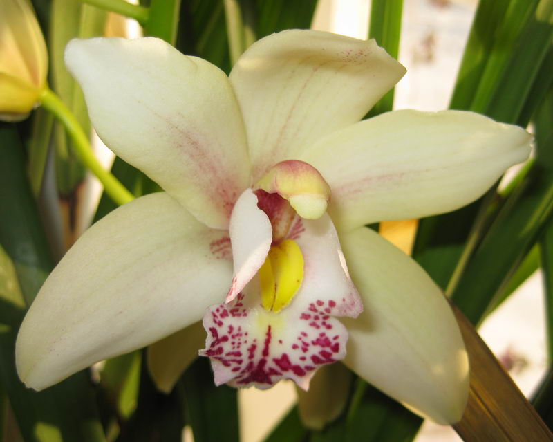 Cimbidium Hybridum