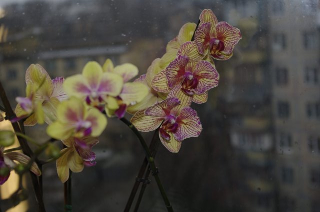 Цветение продолжается