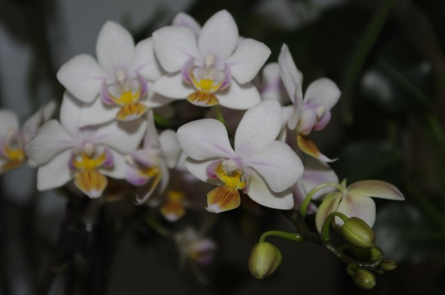 случайно эту нежную миньку   увидела