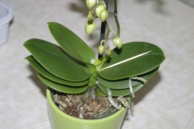 Его листики - для сравнения зубочистка